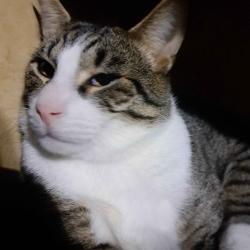 Lost Male Cat last seen Hwy 35 and Main St, Tivoli, TX 77990