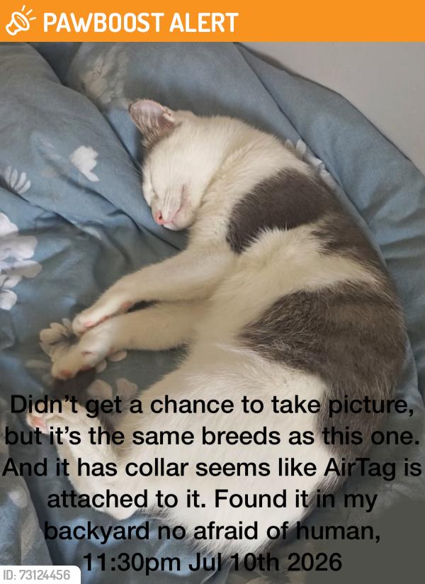Found/Stray Unknown Cat last seen My backyard, Rancho Cucamonga, CA 91737