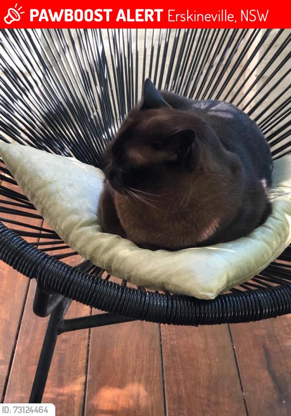 Lost Male Cat last seen Albert Street, Erskineville, NSW 2043