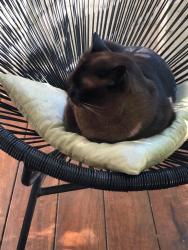 Lost Male Cat last seen Albert Street, Erskineville, NSW 2043