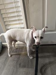 Reunited Male Dog last seen Havenside and Gloria, Sacramento, CA 95831