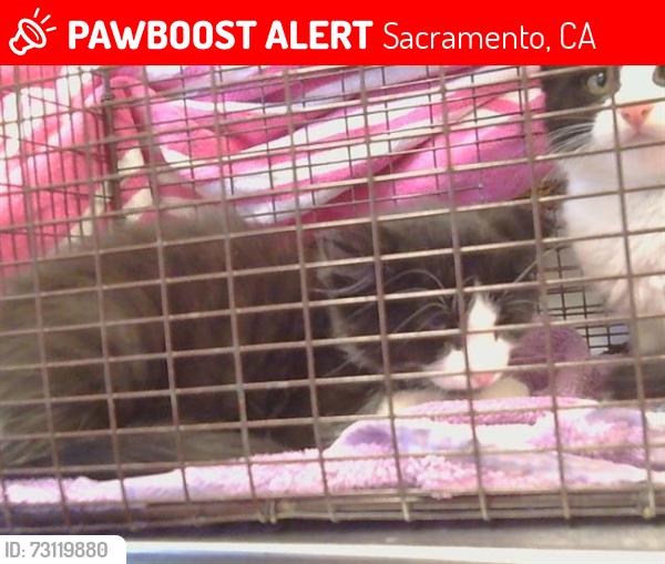 Lost Male Cat last seen 24th Street and 24th Street bypass, Sacramento, CA 95822