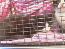 Lost Male Cat last seen 24th Street and 24th Street bypass, Sacramento, CA 95822