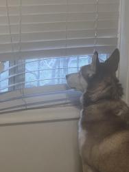 Reunited Male Dog last seen Near S Adams St, Midvale, UT 84047, USA, Midvale, UT 84047
