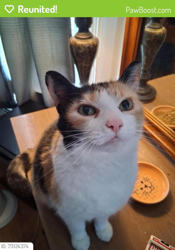 Reunited Female Cat last seen La Salle Bakery, Providence, RI 02908