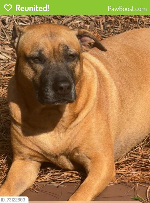 Reunited Female Dog last seen Stoneforest Dr and Towne Lake, Woodstock, GA 30189