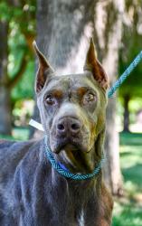 Shelter Stray Male Dog last seen Lions Park, City of Yakima, WA, 2405 W Birchfield Rd, Yakima, WA 98901, USA