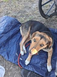 Reunited Female Dog last seen Dollar tree center point drive north charleston sc, North Charleston, SC 29406