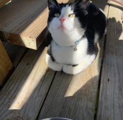 Lost Male Cat last seen Loreauville Road, Iberia Parish, LA 70563