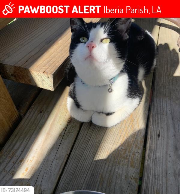Lost Male Cat last seen Loreauville Road, Iberia Parish, LA 70563