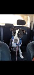 Lost Female Dog last seen Valencia and Cardenal, Drexel Heights, AZ 85746