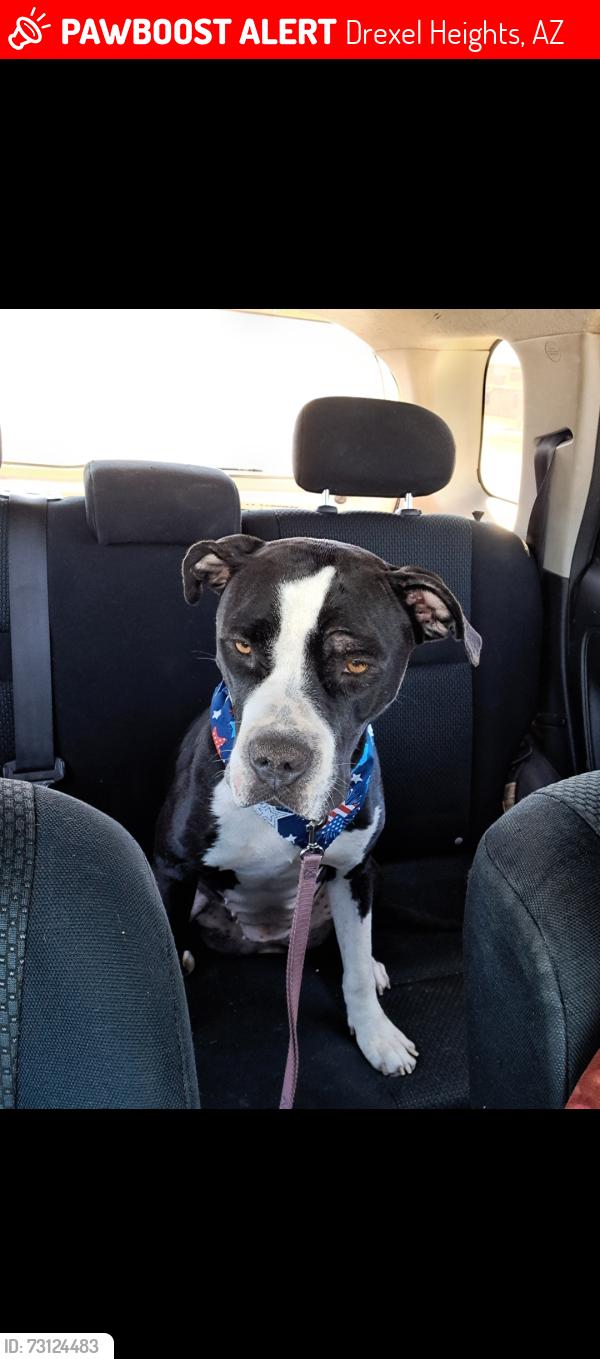 Lost Female Dog last seen Valencia and Cardenal, Drexel Heights, AZ 85746