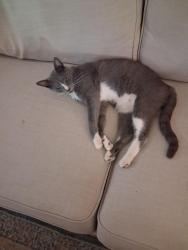 Found/Stray Unknown Cat last seen 174th and Main, Portland, OR 97233