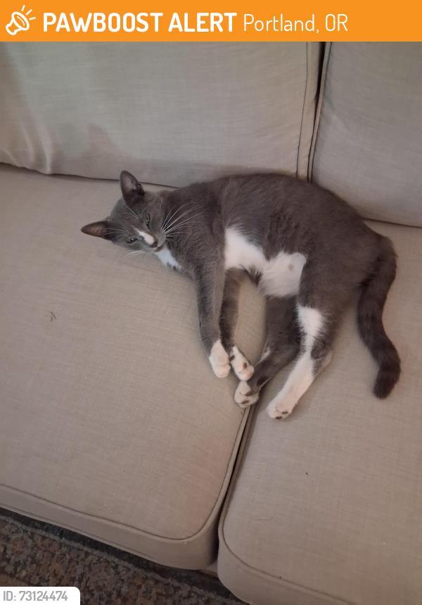 Found/Stray Unknown Cat last seen 174th and Main, Portland, OR 97233