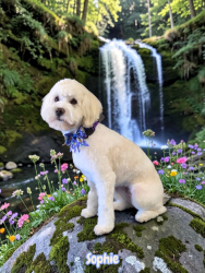 Reunited Female Dog last seen Legend oak and sistine, Fountain, CO 80817