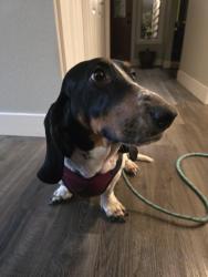 Reunited Female Dog last seen Near 268th St NW, Stanwood, WA 98292