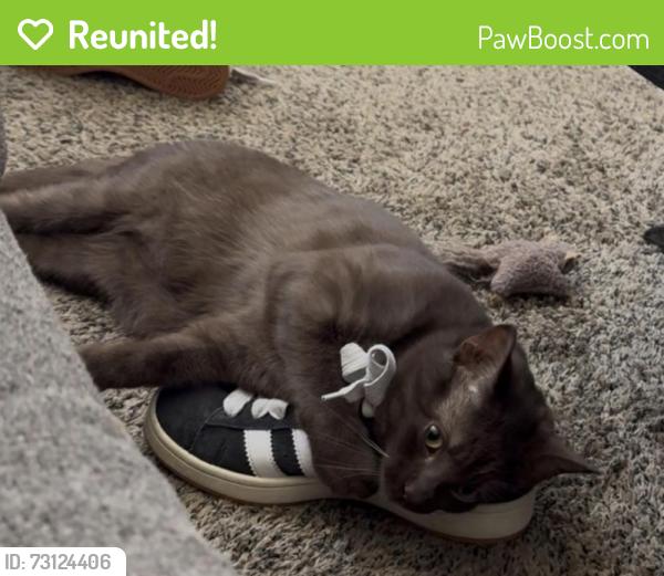 Reunited Male Cat last seen Paintbrush park, Castle Rock, CO 80109