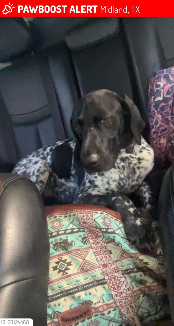 Lost Male Dog last seen Walmart, Midland, TX 79707