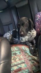 Lost Male Dog last seen Walmart, Midland, TX 79707