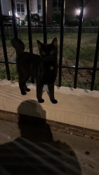 Reunited Male Cat last seen Longwood and 156, The Bronx, NY 10455