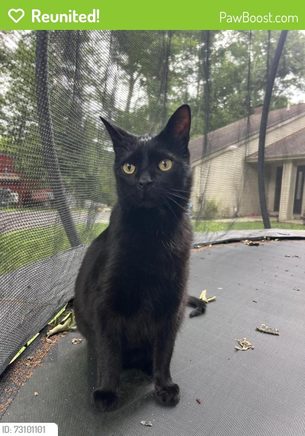 Reunited Male Cat last seen Morningside Rd, Cobb Rd, Woodlark Ct, Kirkwood Ct, Prince William County, VA 20112