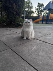 Found/Stray Unknown Cat last seen Parc Metro, Milpitas, CA 95035