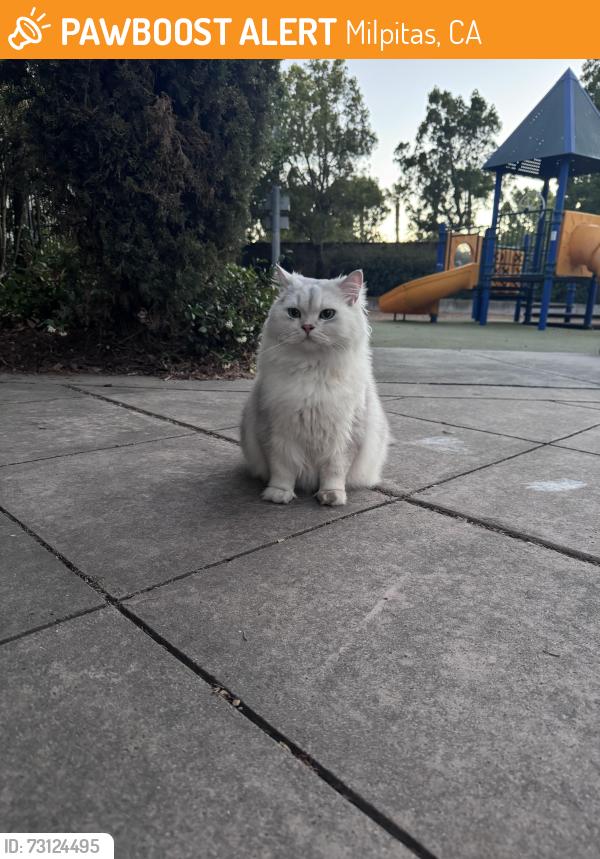 Found/Stray Unknown Cat last seen Parc Metro, Milpitas, CA 95035