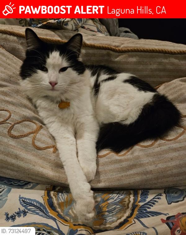 Lost Male Cat last seen La Paz and McIntyre, Laguna Hills, CA 92653