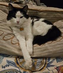 Lost Male Cat last seen La Paz and McIntyre, Laguna Hills, CA 92653