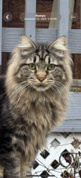 Lost Male Cat last seen 7th street south & 7th street ave, Nampa, ID 83651