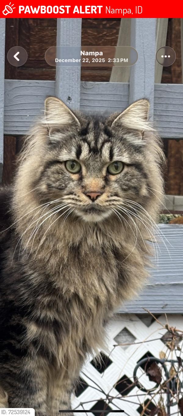 Lost Male Cat last seen 7th street south & 7th street ave, Nampa, ID 83651