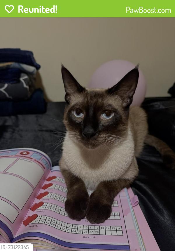 Reunited Male Cat last seen Near S Cookacre Ave, Compton, CA 90221, USA, Compton, CA 90221