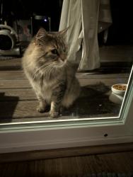 Reunited Unknown Cat last seen Mullen Rd and Glen Terra, Lacey, WA 98503