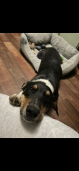 Lost Male Dog last seen amelia lane tupelo ms, Tupelo, MS 38801