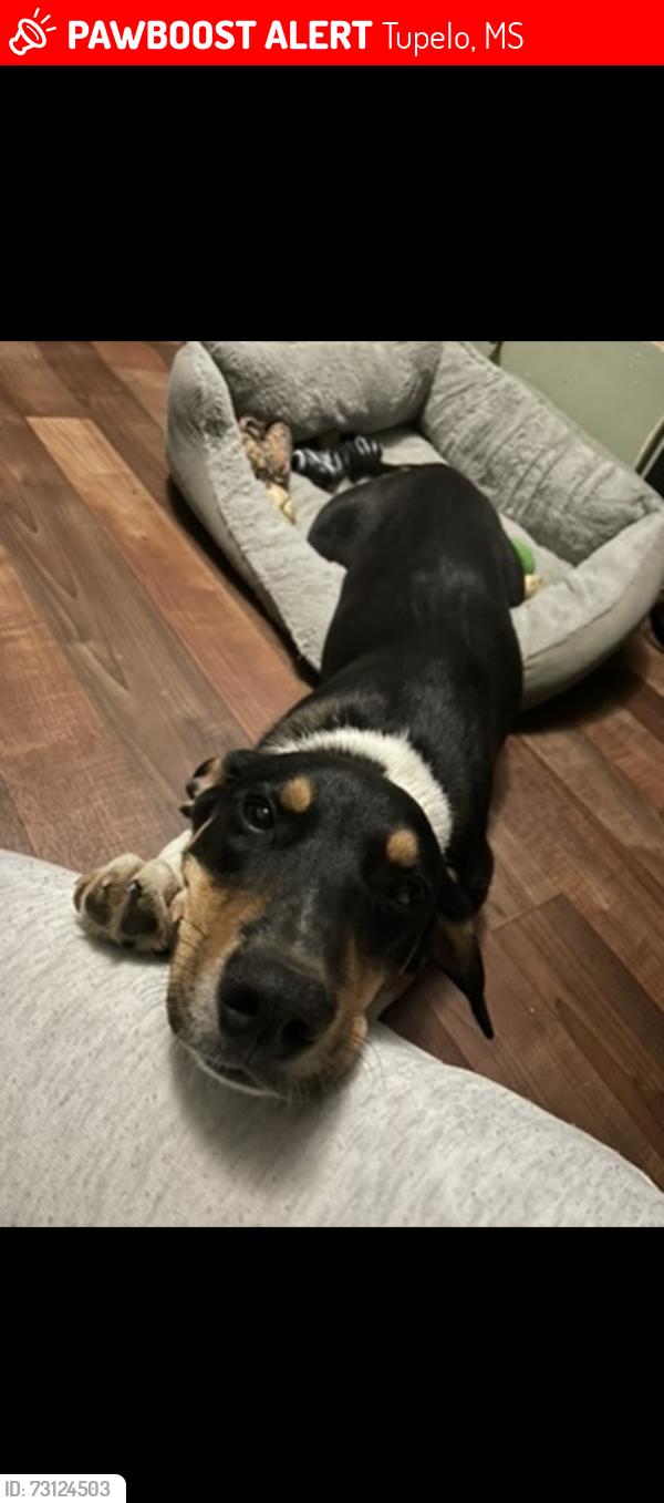 Lost Male Dog last seen amelia lane tupelo ms, Tupelo, MS 38801