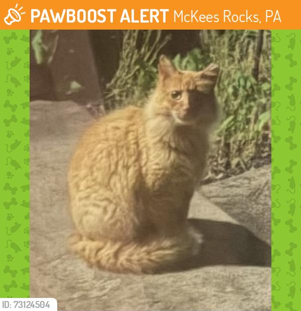 Found/Stray Unknown Cat last seen Silver Lane & Diebold, McKees Rocks, PA 15136
