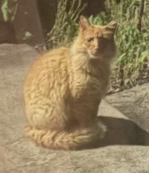Found/Stray Unknown Cat last seen Silver Lane & Diebold, McKees Rocks, PA 15136