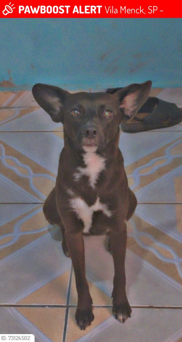 Lost Female Dog last seen Rua av trabuco jornal, Vila Menck, SP 06273-060