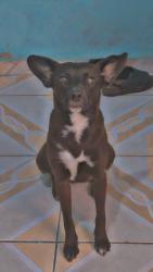 Lost Female Dog last seen Rua av trabuco jornal, Vila Menck, SP 06273-060