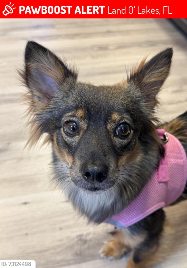 Lost Female Dog last seen Near Glennap Drive, Land O' Lakes, FL 34638