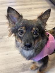 Lost Female Dog last seen Near Glennap Drive, Land O' Lakes, FL 34638