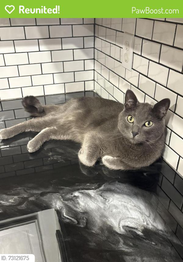 Reunited Male Cat last seen Near S Biloxi Way Aurora, CO 80016, Aurora, CO 80016