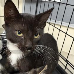 Shelter Stray Male Cat last seen , 361 S Raymond Ave, Pasadena, CA 91105, USA