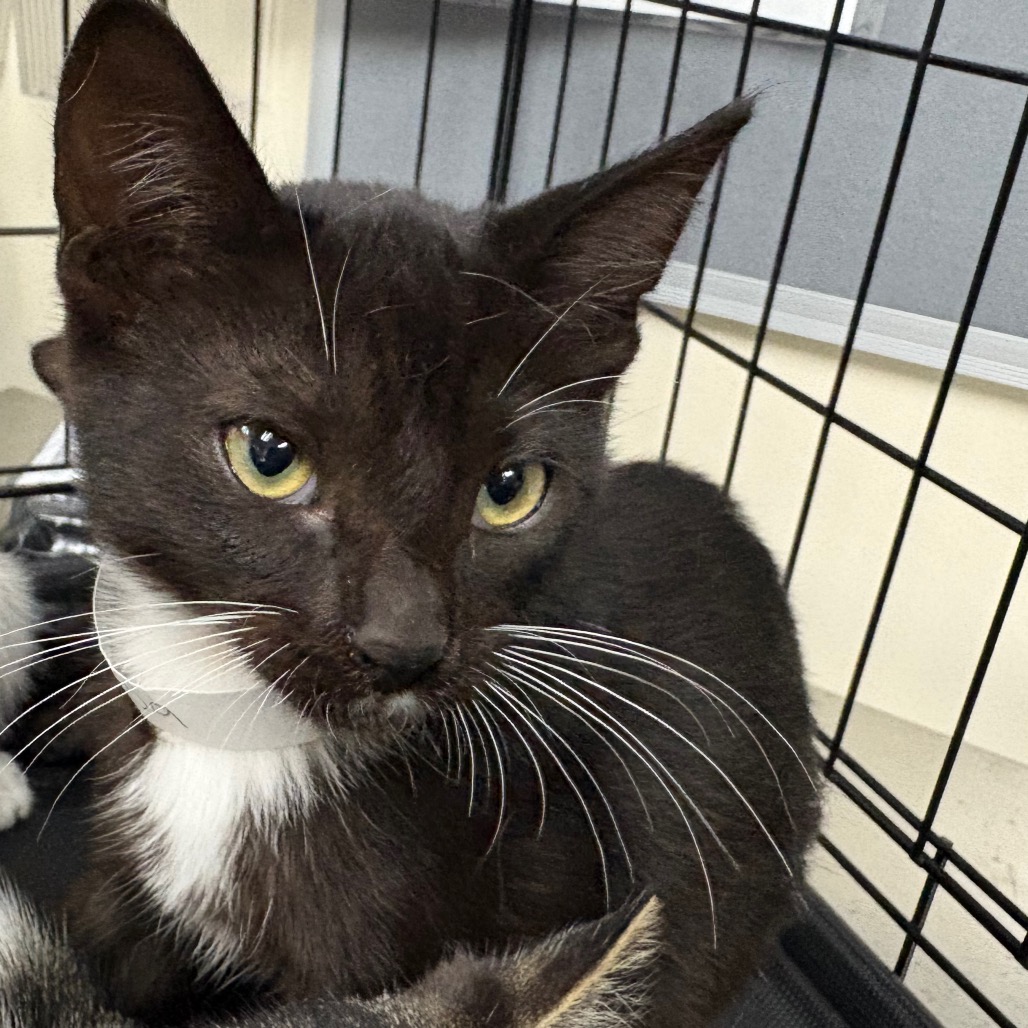Shelter Stray Male Cat last seen , 361 S Raymond Ave, Pasadena, CA 91105, USA