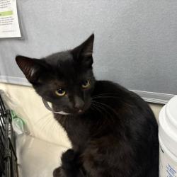 Shelter Stray Male Cat last seen , 361 S Raymond Ave, Pasadena, CA 91105, USA