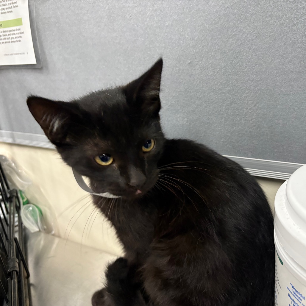 Shelter Stray Male Cat last seen , 361 S Raymond Ave, Pasadena, CA 91105, USA