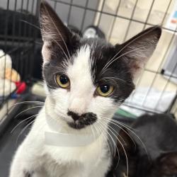 Shelter Stray Female Cat last seen , 361 S Raymond Ave, Pasadena, CA 91105, USA