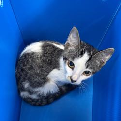 Shelter Stray Male Cat last seen , 361 S Raymond Ave, Pasadena, CA 91105, USA