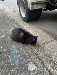 Reunited Female Cat last seen Tv highway - SE 18th Ave, Hillsboro, OR 97123