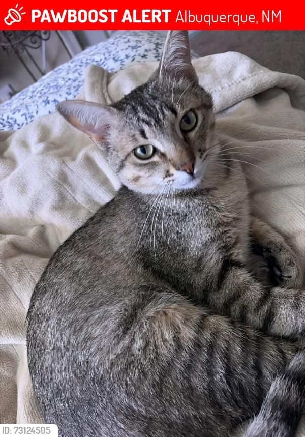 Lost Male Cat last seen Copper and Juan Tabo, Albuquerque, NM 87123